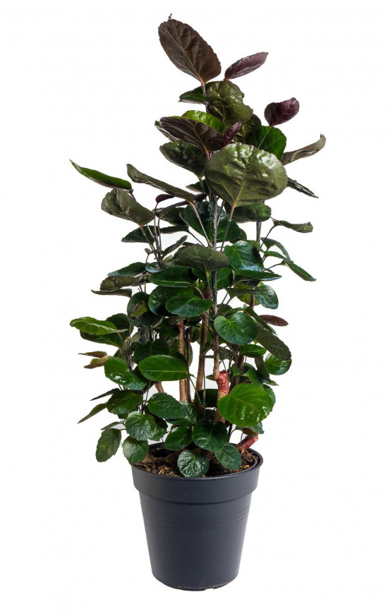 Stínovka, Polyscias scutellaria Fabian, průměr květináče 19 cm-25788
