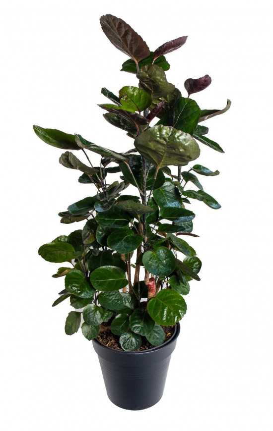 Stínovka, Polyscias scutellaria Fabian, průměr květináče 19 cm-25795