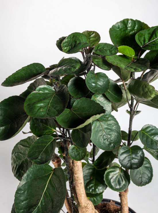 Stínovka, Polyscias scutellaria Fabian, průměr květináče 23 cm-23373