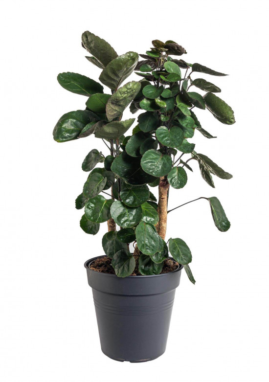 Stínovka, Polyscias scutellaria Fabian, průměr květináče 23 cm
