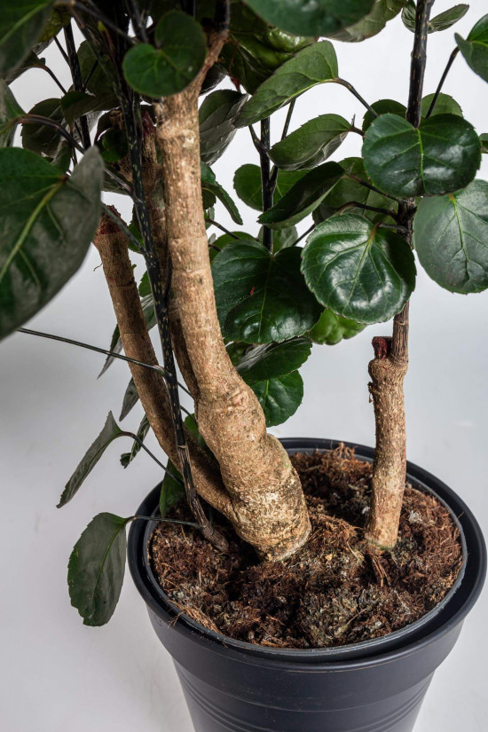 Stínovka, Polyscias scutellaria Fabian, průměr květináče 23 cm-23375