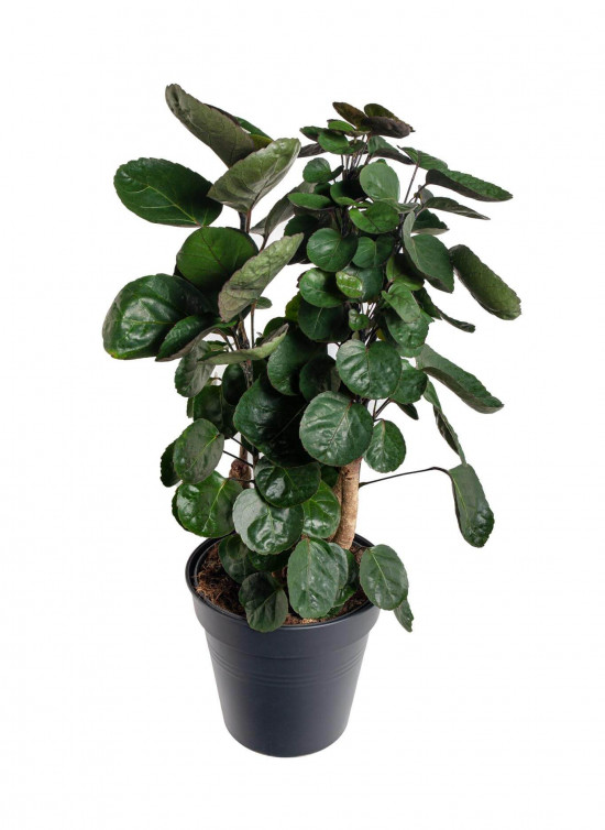 Stínovka, Polyscias scutellaria Fabian, průměr květináče 23 cm-23376