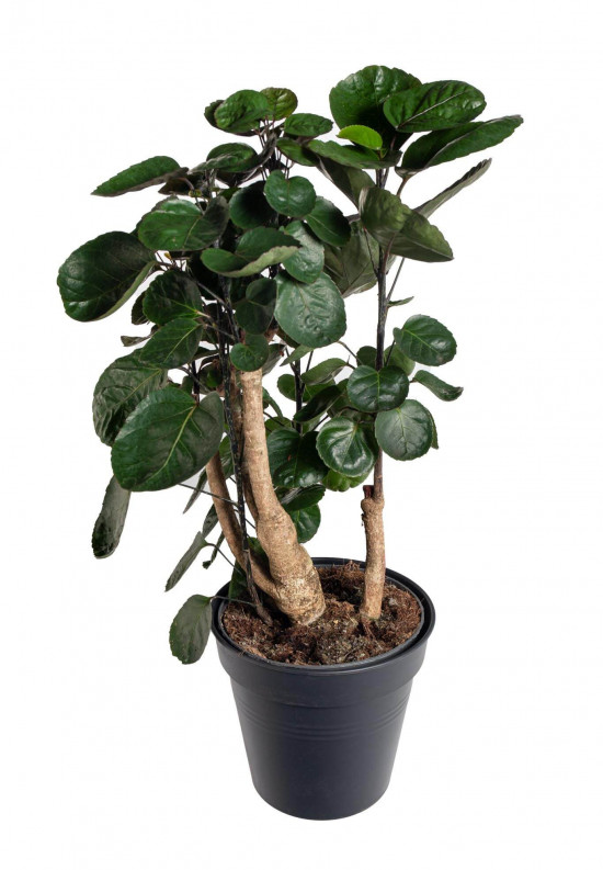 Stínovka, Polyscias scutellaria Fabian, průměr květináče 23 cm-23377