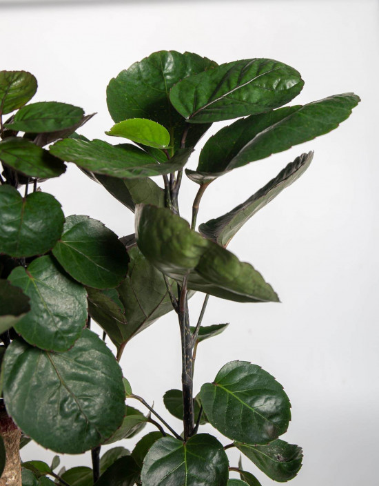 Stínovka, Polyscias scutellaria Fabian, průměr květináče 23 cm-23378