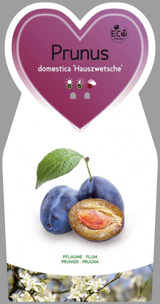Švestka domácí, Prunus domestica Hauszwetsche, velikost kontejneru 7.5 l