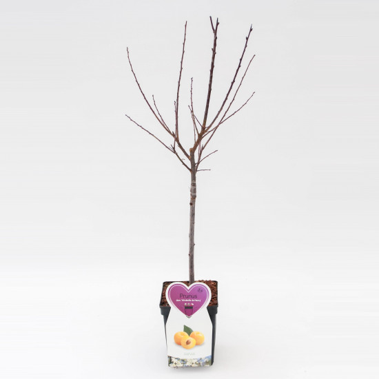 Švestka domácí, Prunus domestica Hauszwetsche, velikost kontejneru 7.5 l-24114