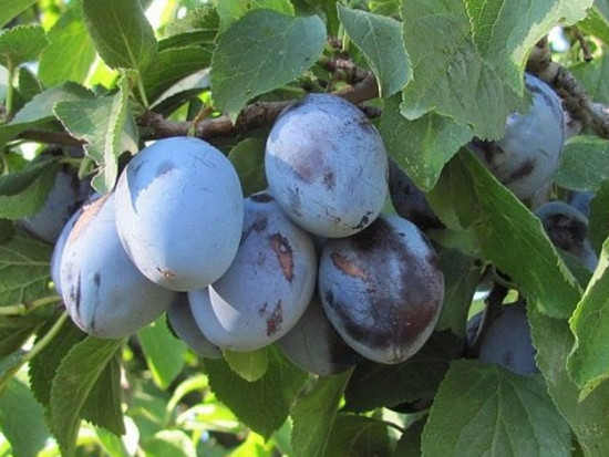 Švestka domácí, Prunus domestica Hauszwetsche, velikost kontejneru 7.5 l-24115