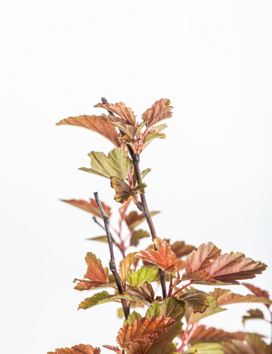 Tavola kalinolistá, Physocarpus opulifolius Little Angel, velikost kontejneru 1.4 l-10612