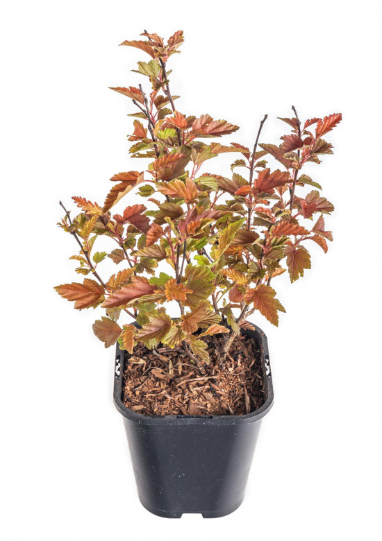 Tavola kalinolistá, Physocarpus opulifolius Little Angel, velikost kontejneru 1.4 l-10614