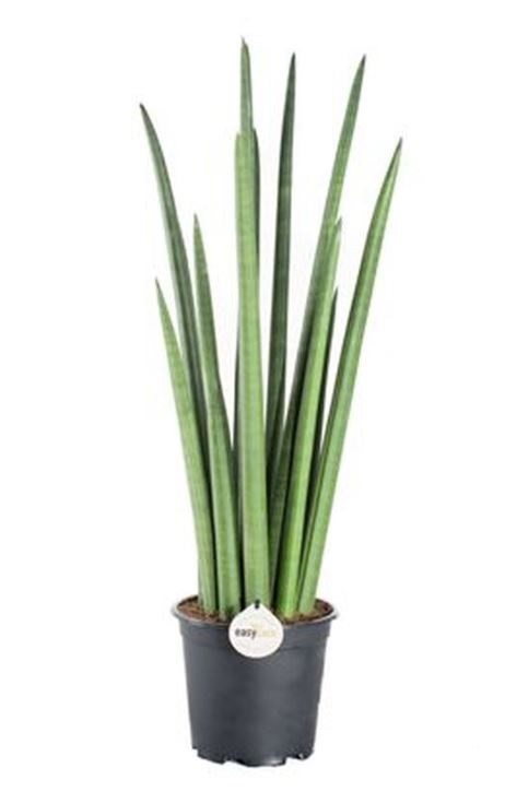 Tchýnin jazyk, Sansevieria cylindrica Rocket, průměr květináče 17 cm
