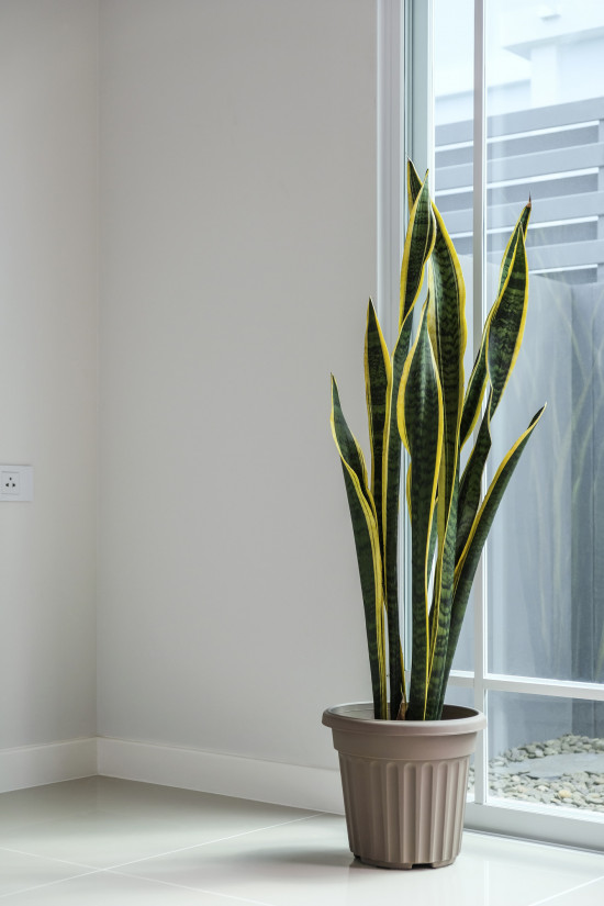 Tchýnin jazyk, Sansevieria laurentii, průměr květináče 24 cm-14800