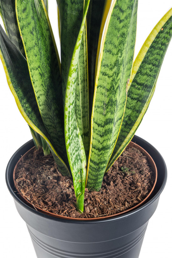 Tchýnin jazyk, Sansevieria laurentii, průměr květináče 24 cm-7491