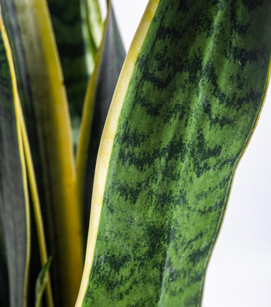 Tchýnin jazyk, Sansevieria laurentii, průměr květináče 24 cm-7492