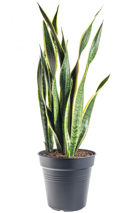 Tchýnin jazyk, Sansevieria laurentii, průměr květináče 30 cm