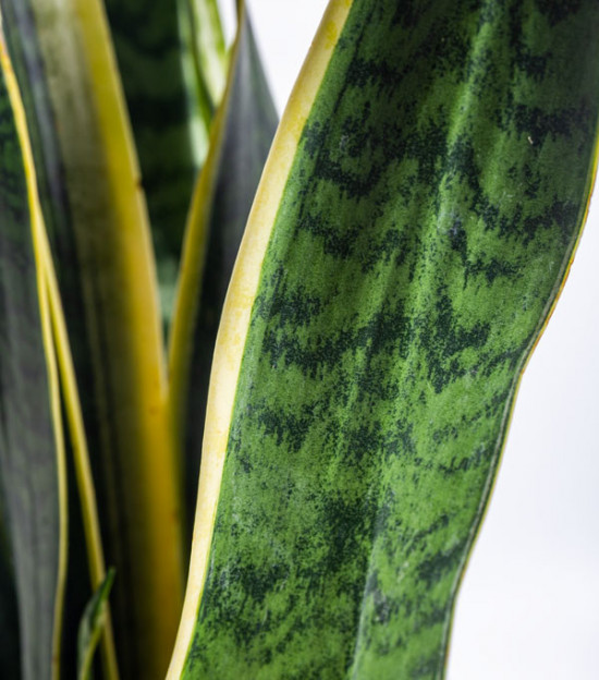 Tchýnin jazyk, Sansevieria laurentii, průměr květináče 30 cm-24779