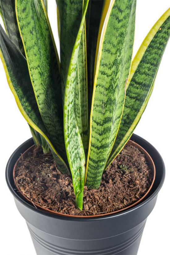 Tchýnin jazyk, Sansevieria laurentii, průměr květináče 30 cm-24780