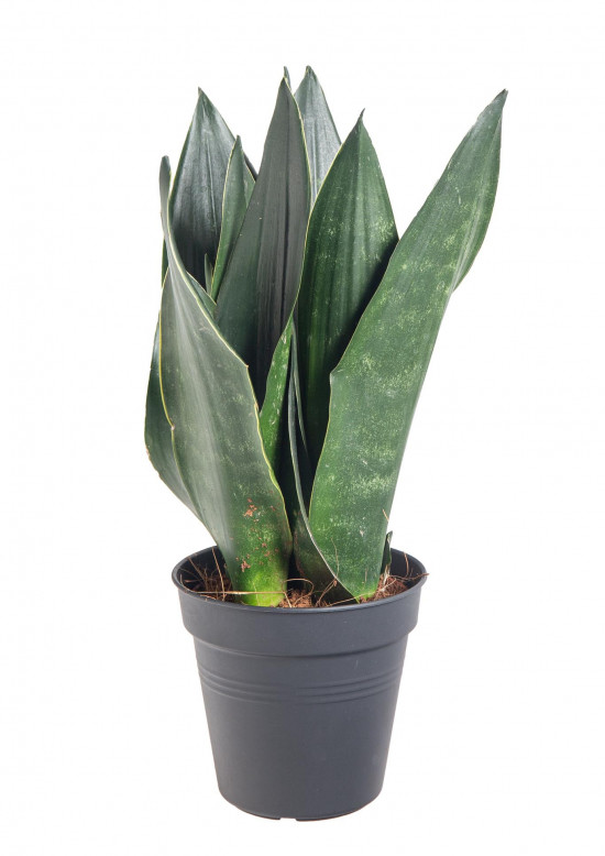 Tchýnin jazyk, Sansevieria trifasciata Black Diamond, průměr květináče 12 cm