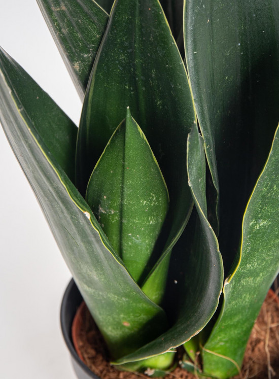 Tchýnin jazyk, Sansevieria trifasciata Black Diamond, průměr květináče 12 cm-26890