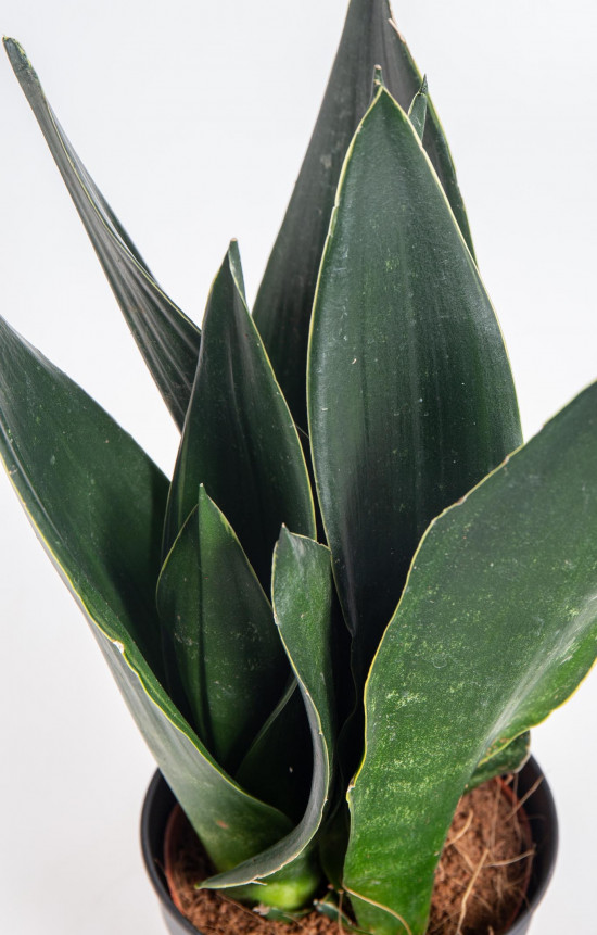 Tchýnin jazyk, Sansevieria trifasciata Black Diamond, průměr květináče 12 cm-26891