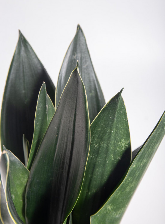 Tchýnin jazyk, Sansevieria trifasciata Black Diamond, průměr květináče 12 cm-26892