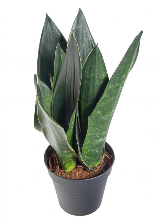 Tchýnin jazyk, Sansevieria trifasciata Black Diamond, průměr květináče 12 cm-26893