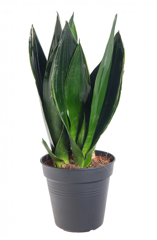 Tchýnin jazyk, Sansevieria trifasciata Black Diamond, průměr květináče 14 cm