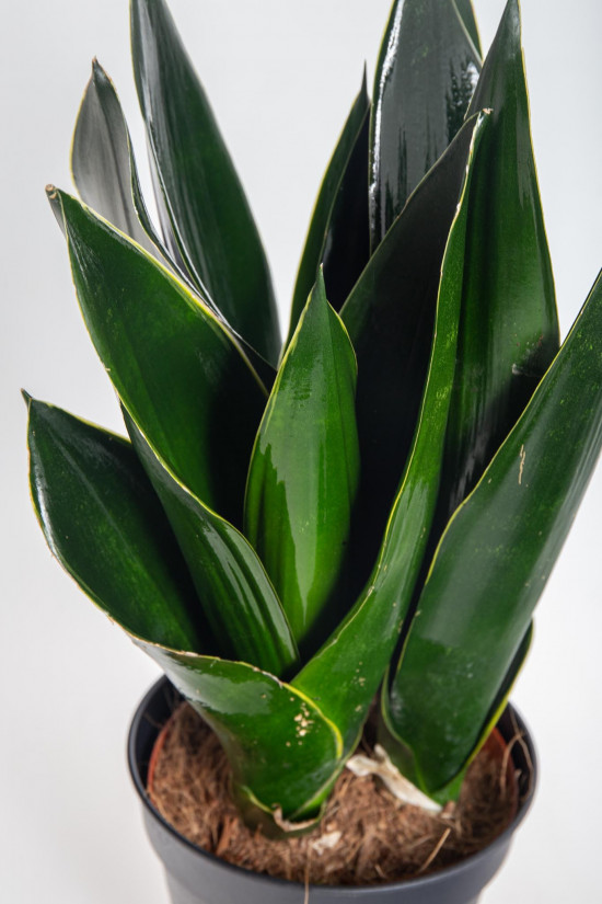 Tchýnin jazyk, Sansevieria trifasciata Black Diamond, průměr květináče 14 cm-26895