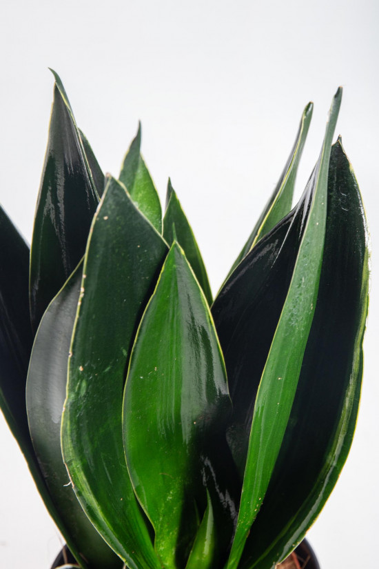 Tchýnin jazyk, Sansevieria trifasciata Black Diamond, průměr květináče 14 cm-26896