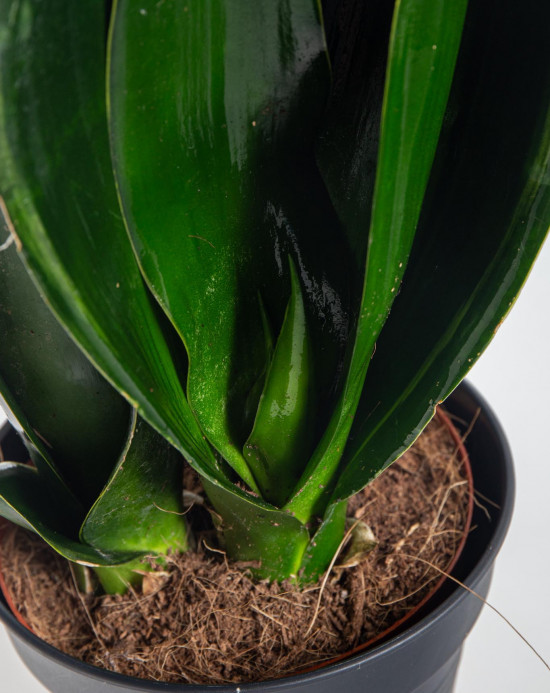 Tchýnin jazyk, Sansevieria trifasciata Black Diamond, průměr květináče 14 cm-26897
