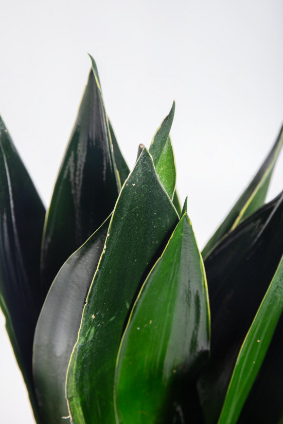 Tchýnin jazyk, Sansevieria trifasciata Black Diamond, průměr květináče 14 cm-26898