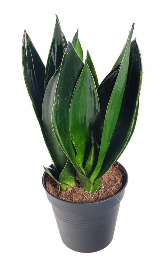 Tchýnin jazyk, Sansevieria trifasciata Black Diamond, průměr květináče 14 cm-26899