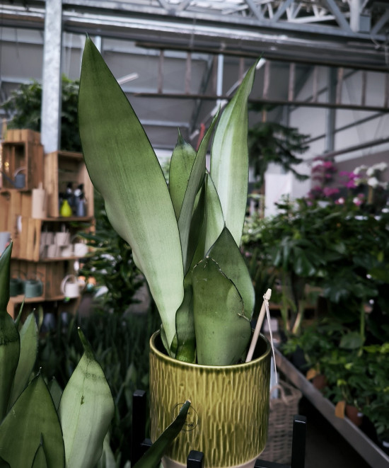 Tchýnin jazyk, Sansevieria trifasciata Moonshine, průměr květináče 11 cm-26854