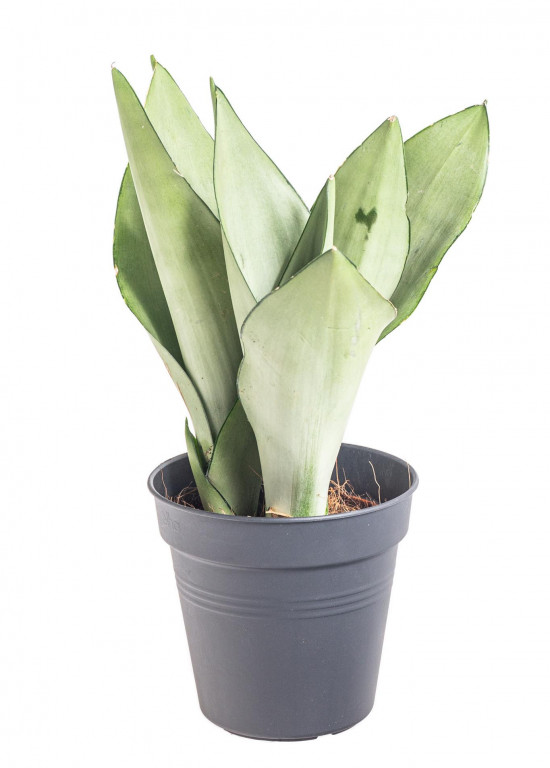 Tchýnin jazyk, Sansevieria trifasciata Moonshine, průměr květináče 12 cm