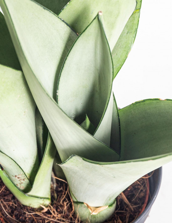 Tchýnin jazyk, Sansevieria trifasciata Moonshine, průměr květináče 12 cm-12957