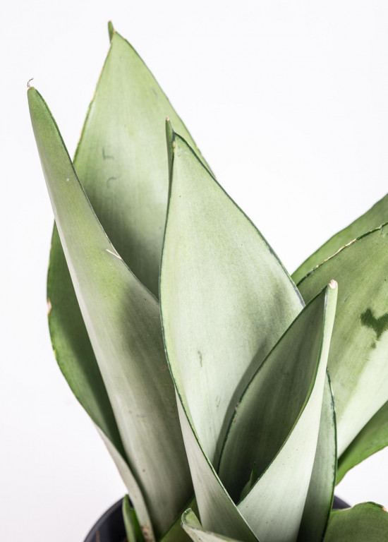 Tchýnin jazyk, Sansevieria trifasciata Moonshine, průměr květináče 12 cm-12958