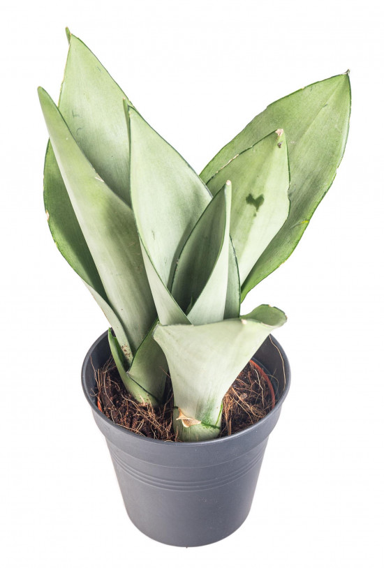 Tchýnin jazyk, Sansevieria trifasciata Moonshine, průměr květináče 12 cm-12959