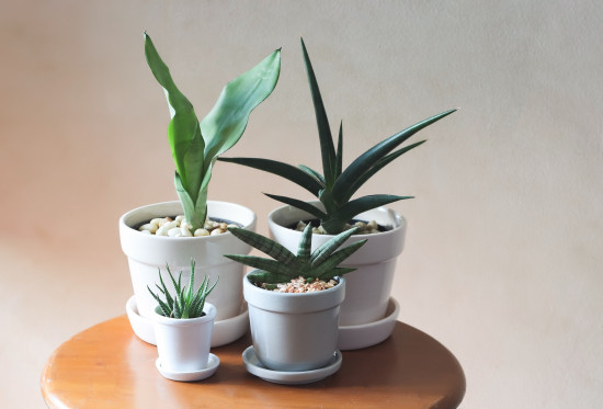 Tchýnin jazyk, Sansevieria trifasciata Moonshine, průměr květináče 12 cm-14797