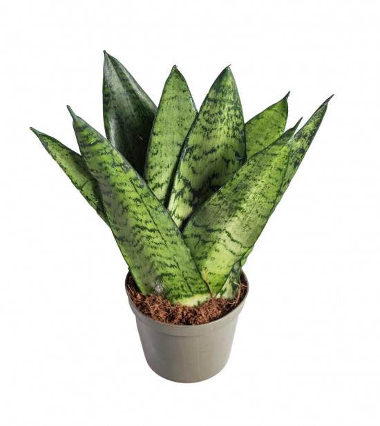 Tchýnin jazyk, Sansevieria zeylanica Fan, průměr květináče 9 cm-24444