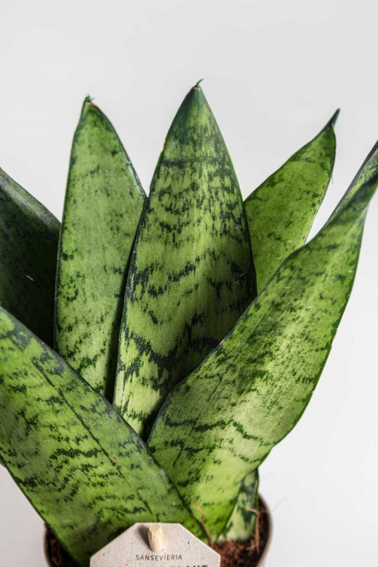 Tchýnin jazyk, Sansevieria zeylanica Fan, průměr květináče 9 cm-24445