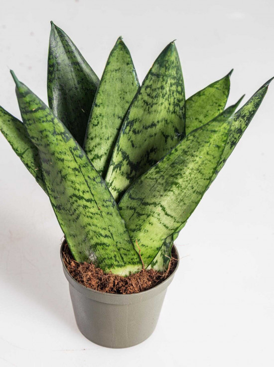 Tchýnin jazyk, Sansevieria zeylanica Fan, průměr květináče 9 cm-24446