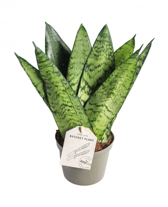 Tchýnin jazyk, Sansevieria zeylanica Fan, průměr květináče 9 cm-24447