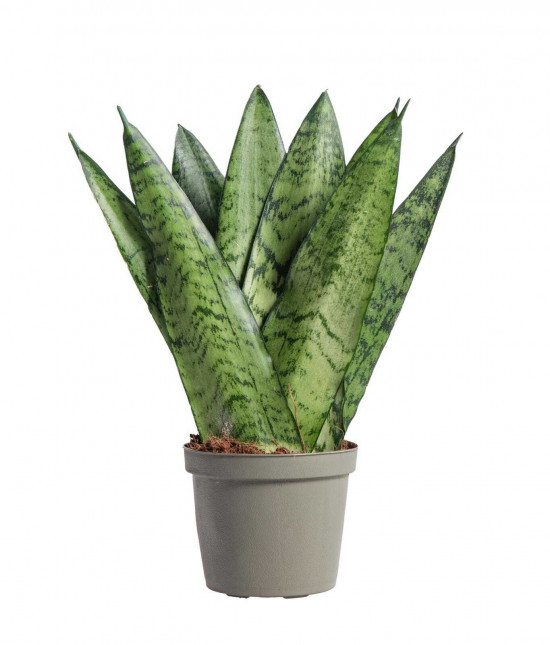 Tchýnin jazyk, Sansevieria zeylanica Fan, průměr květináče 9 cm-24449