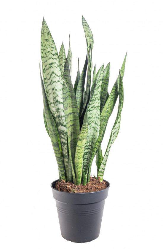 Tchýnin jazyk, Sansevieria zeylanica Regular, průměr květináče 14 cm