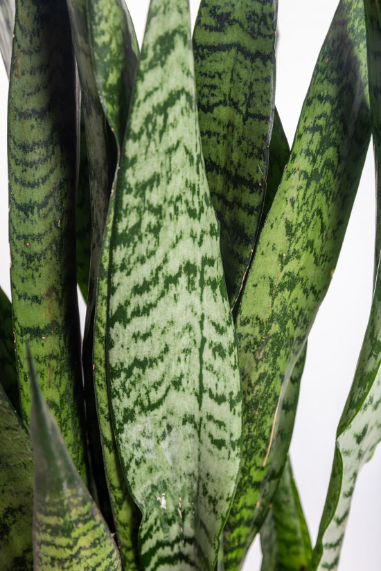 Tchýnin jazyk, Sansevieria zeylanica Regular, průměr květináče 14 cm-26886