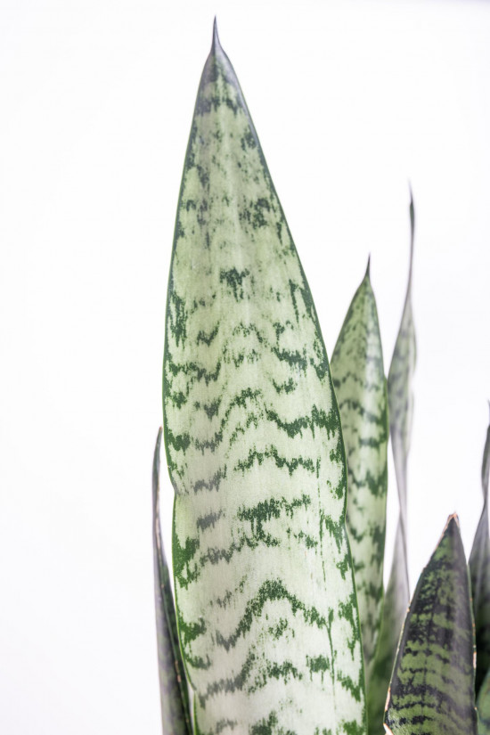 Tchýnin jazyk, Sansevieria zeylanica Regular, průměr květináče 14 cm-26887