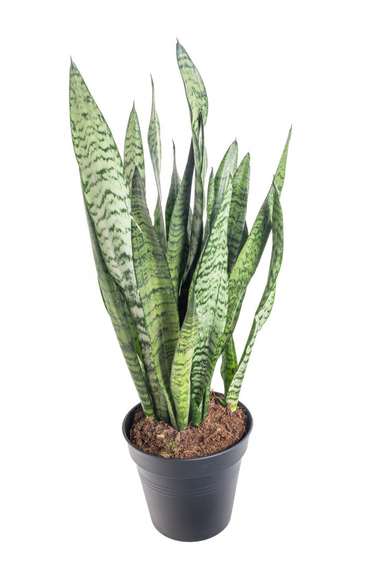 Tchýnin jazyk, Sansevieria zeylanica Regular, průměr květináče 14 cm-26888