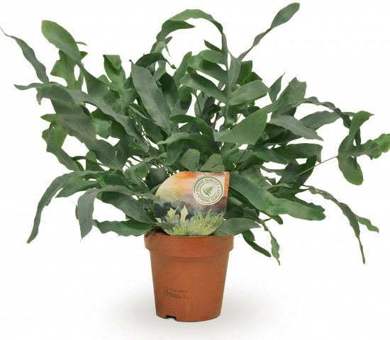Tečkovka zlatá, Phlebodium aureum Blue Star, průměr květináče 10 - 12 cm