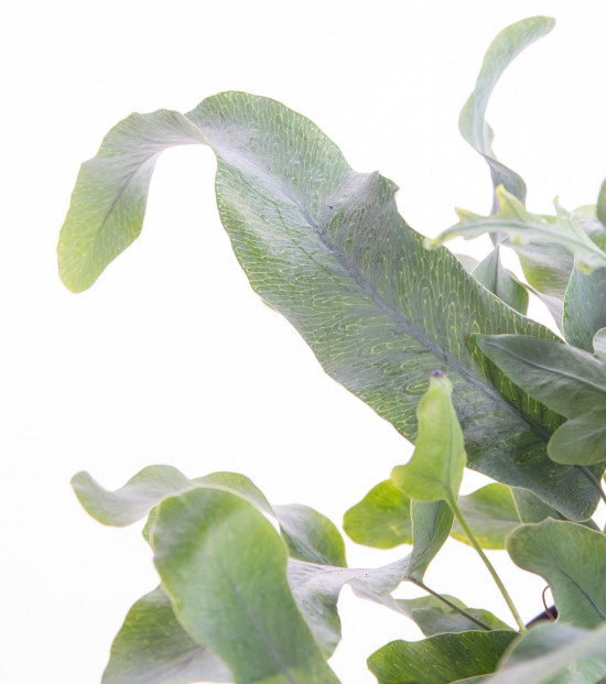 Tečkovka zlatá, Phlebodium aureum Blue Star, průměr květináče 10 - 12 cm-9344
