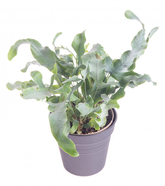 Tečkovka zlatá, Phlebodium aureum Blue Star, průměr květináče 10 - 12 cm-9346
