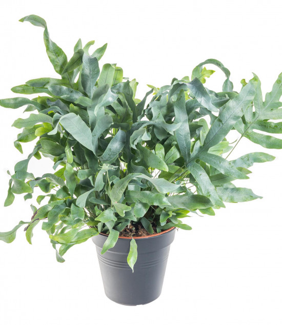 Tečkovka zlatá, Phlebodium aureum Blue Star, průměr květináče 17 cm-7439